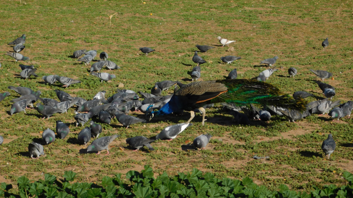 Peacocks And Picnics Sahuaro Ranch Park Valley Metro 0965