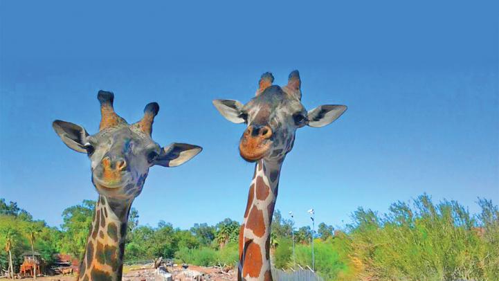 Giraffes at Phoenix Zoo