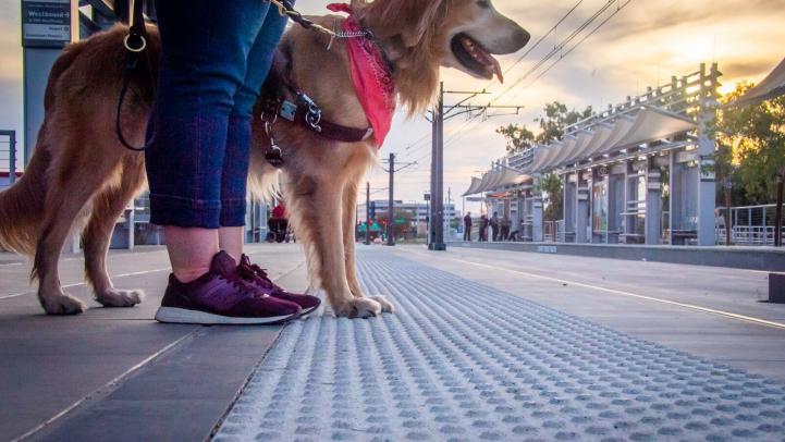 Service dog on the Valley Metro light rail platform. Service Dog on platform